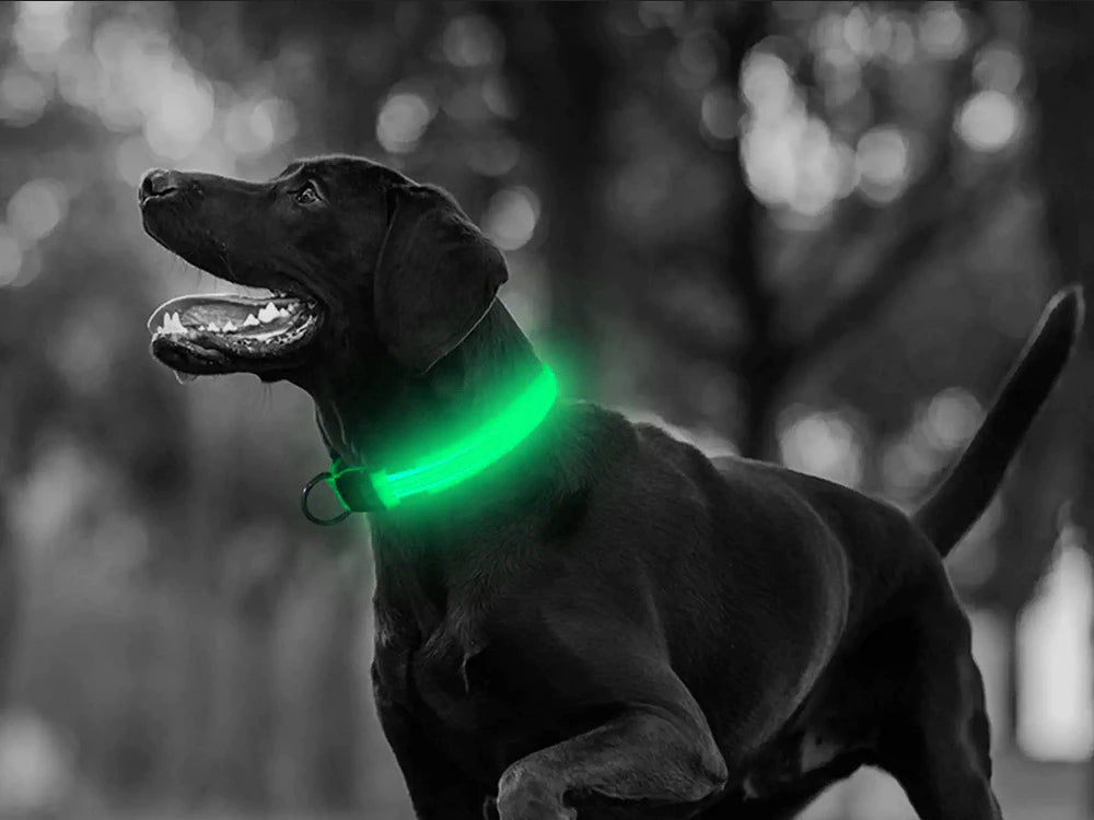 Collar de seguridad LED para mascotas (46-59 cm) – Pilas incluidas