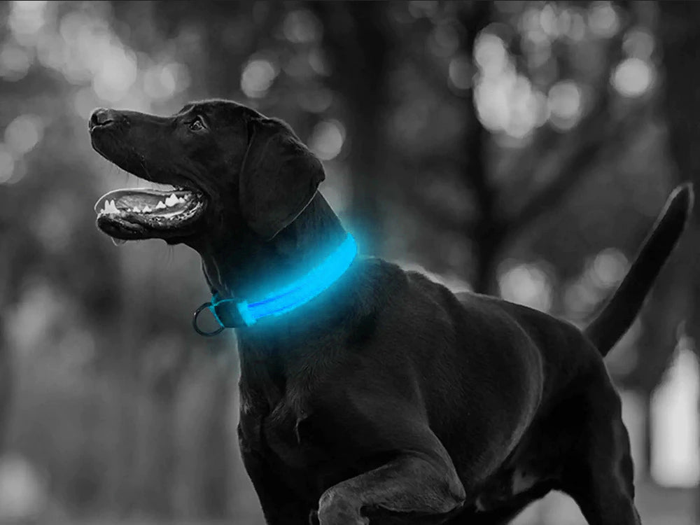 Collar de seguridad LED para mascotas (46-59 cm) – Pilas incluidas