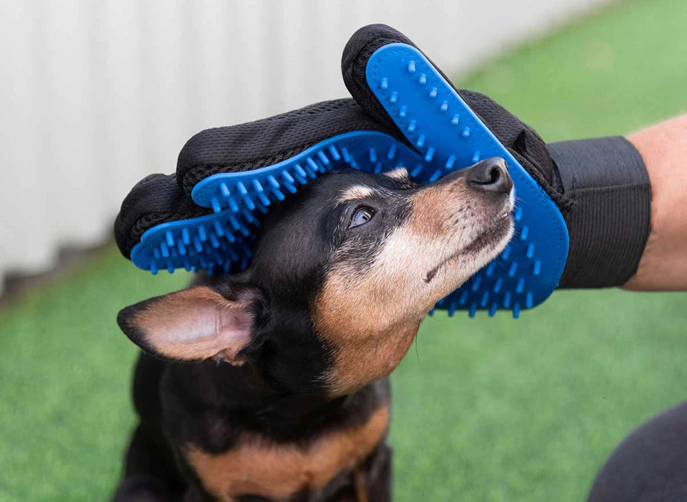 Kit de 6 peças para higiene e cuidados com animais de estimação – escovas, luva e ferramentas para unhas.